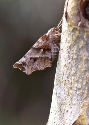 Early Thorn female - Coverdale 10.04.2022