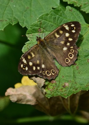 Speckled Wood male - Coverdale 26.07.2024