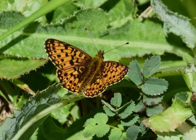 Small Pearl-bordered Fritillary - Kynance Cove 06.08.2024