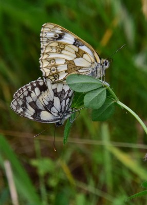 Marbled White pair -  Blythe Valley 06.06.2022
