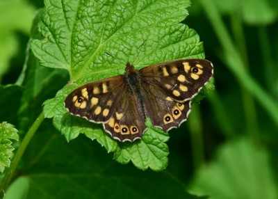 Speckled Wood male - Coverdale 08.05.2022