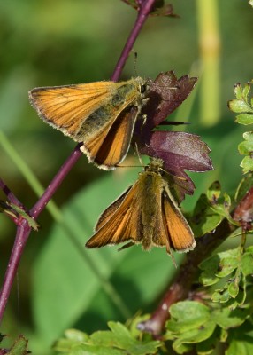 Small Skipper pair - Harbury 17.07.2024