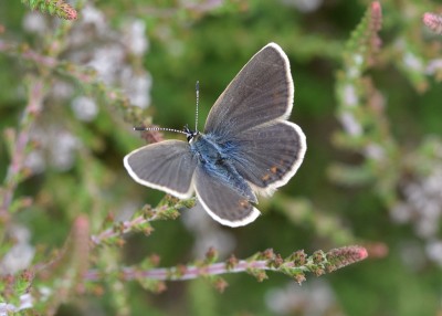 Silver-studded Blue female - Chapel Common 06.06.2022