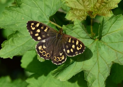 Speckled Wood male - Coverdale 24.04.2021