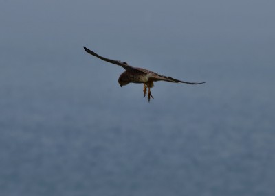 Kestrel - Durlston Country Park 02.09.2024