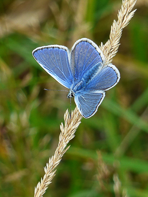 Common Blue male - Castle hills 13.08.2017