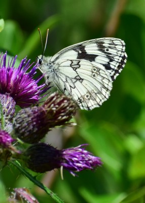Marbled White -  Snitterfield Bushes 22.06.2020