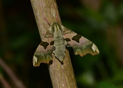 Lime Hawk-moth - Coverdale 09.06.2024
