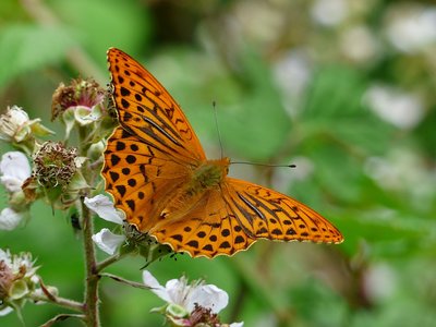 Silver-washed Fritillary male - Heddon valley 26.06.2017