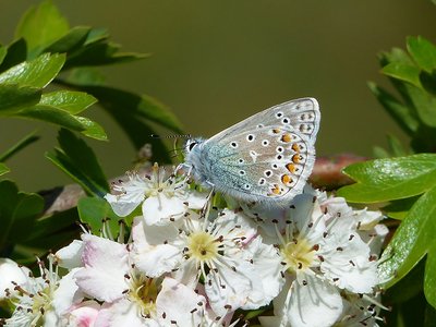 Common blue - Bishops Hill 13.05.2017