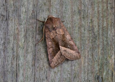 Rosy Rustic - Another late season species.