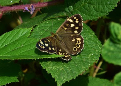 Speckled Wood female -  Langley Hall 27.07.2022