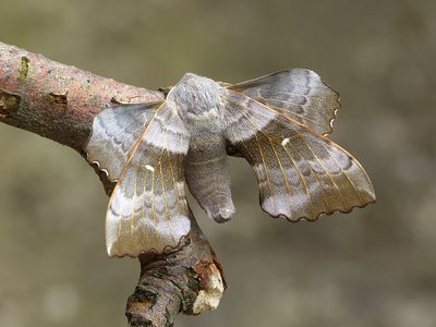 Poplar Hawk Moth 03.06.2018. The most common Hawk Moth, I had half a dozen of these in 2018.