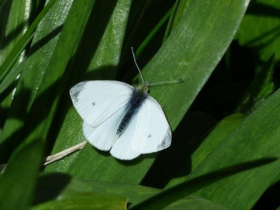 Small White male - Coverdale 15.04.2017