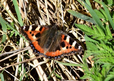 Small Tortoiseshell - Wagon Lane 08.04.2022