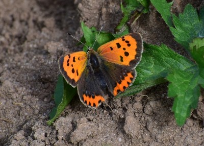 Small Copper - Solihull Bypass 16.09.2020