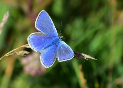 Common Blue - Kynance Cove 02.08.2020