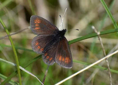 Mountain Ringlet - Irton Fell 10.06.2019