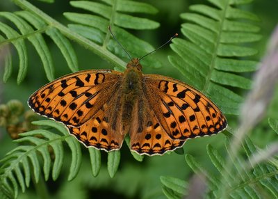 High Brown Fritillary - Heddon Valley 24.06.2019