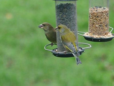 Greenfinches - Coverdale 02.03.2019