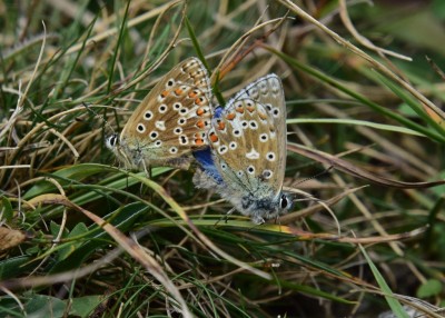 Adonis Blue pair - Fontmell Down 01.09.2024