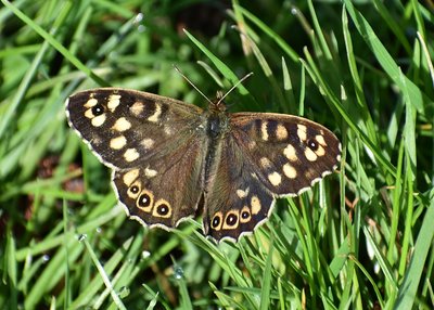 Speckled Wood male - Coverdale 19.04.2019