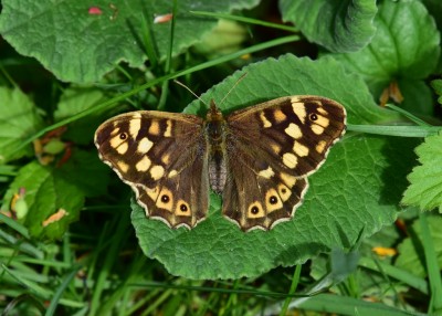 Speckled Wood female - Coverdale 05.05.2022