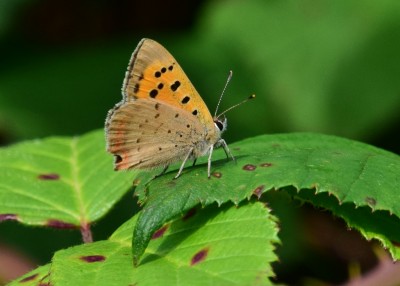 Small Copper - Langley Hall 20.08.2021