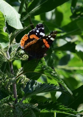 Red Admiral - How Hill 13.06.2023