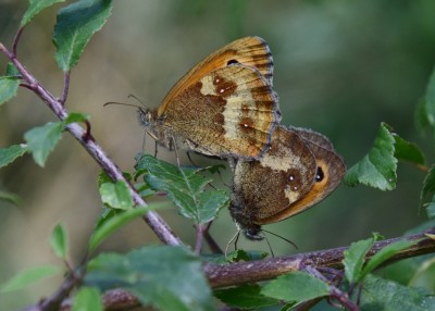 Gatekeeper pair - Wagon Lane 29.07.2024