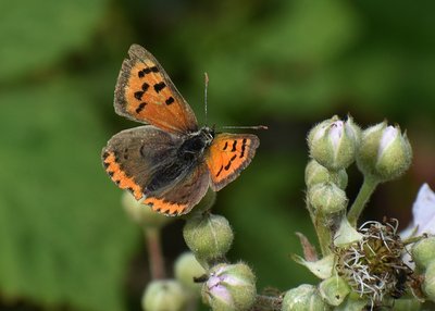 Small Copper -  Heddon Valley 25.06.2019