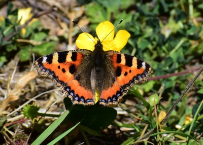 Small Tortoiseshell - Blythe Valley 29.05.2020