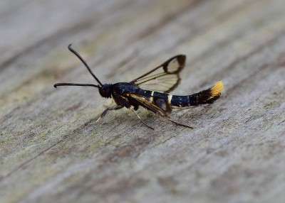 Orange-tailed Clearwing - Coverdale 12.07.2020