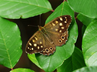 Speckled Wood male - Coverdale 13.08.2019