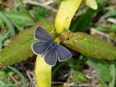 Small Blue - Bishops Hill 04.05.2015