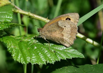 Meadow Brown female - Blythe Valley 18.07.2024