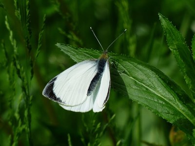 Large White male - Coverdale 27.05.2016