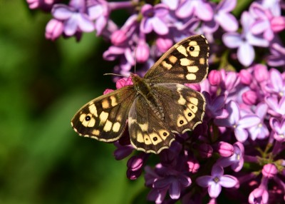 Speckled Wood female - Coverdale 29.04.2022
