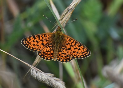 Small Pearl-bordered Fritillary - Kynance Cove 05.08.2019