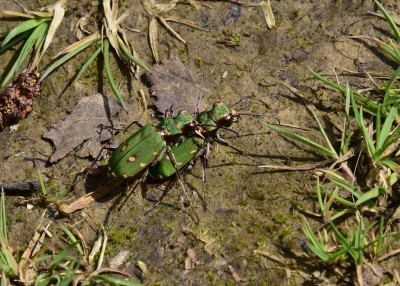 Green Tiger Beetles - Stansted Forest 11.05.2023