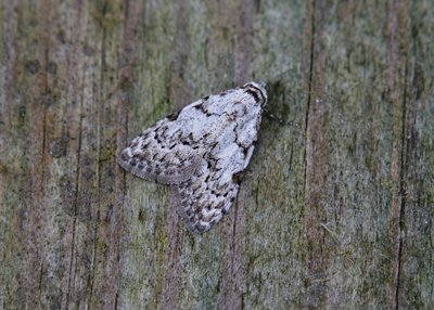 Least Black Arches, a macro that is smaller than many micros - Coverdale 22.04.2019
