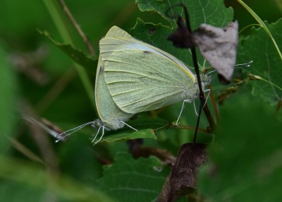 Large White pair - Oversley Wood 08.07.2024