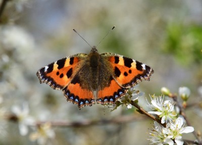 Small Tortoiseshell - Langley Hall 25.03.2022