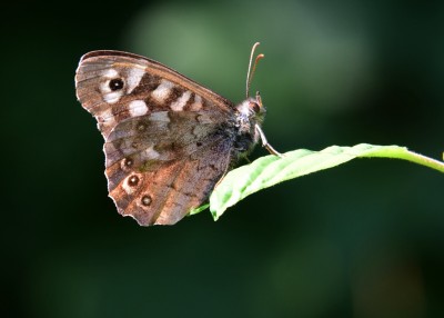 Speckled Wood male - Coverdale 22.07.2021