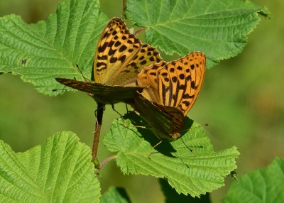 Silver-washed Fritillary pair - Snitterfield 17.07.2024