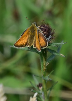 Small Skipper female - Blythe Valley 31.07.2024