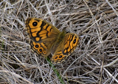 Wall Brown female - Lizard 05.08.2019