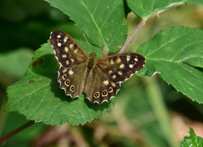 Speckled Wood - Langley Hall 02.08.2024