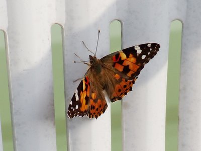 Painted Lady - Kennack Sands 24.08.2017