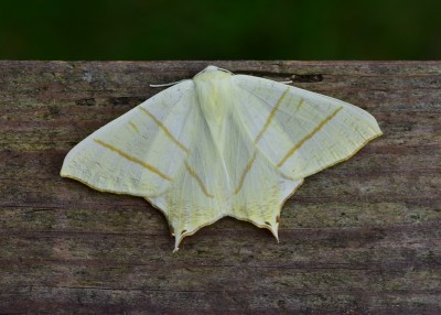 Swallow-tailed Moth - Coverdale 12.07.2020